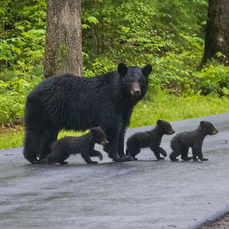 Papa Bear, Hot Tub, Wifi, 1089 Free Tickets Each Paid Day, Dollywood And More Sevierville Eksteriør billede