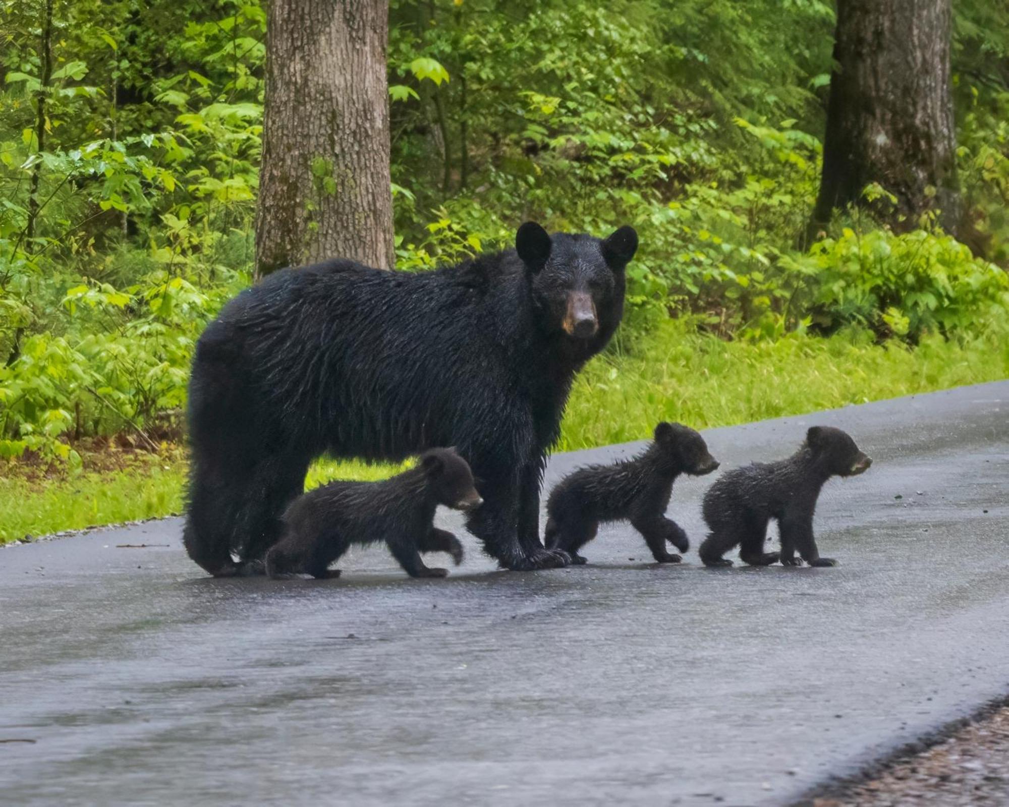 Papa Bear, Hot Tub, Wifi, 1089 Free Tickets Each Paid Day, Dollywood And More Sevierville Eksteriør billede
